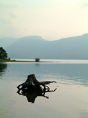 Image showing Tree stump