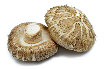 Image showing Brown Shiitake mushrooms