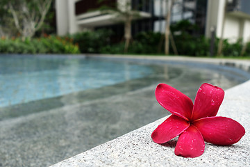 Image showing Frangipani flowers on the pool side