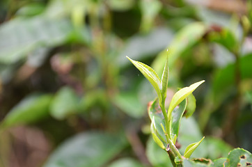 Image showing Tea leaves in Cameron Highland Malaysia