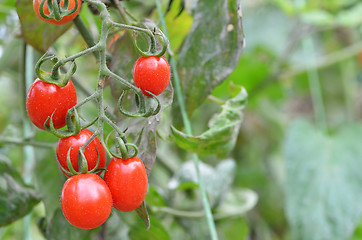 Image showing Fresh red tomatoes