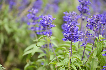Image showing Blooming blue bugleweeds Ajuga