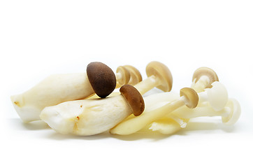 Image showing Fresh shimeji mushroom 