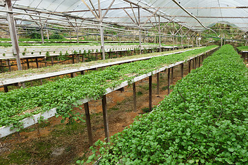 Image showing Green vegetable watercress growing