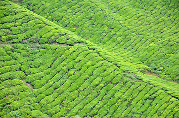 Image showing Tea plantation located in Cameron Highlands