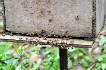 Image showing Bee farms located in Cameron Highlands