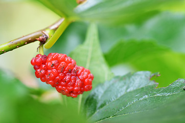 Image showing Red mulberry on the tree