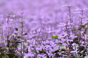 Image showing Plectranthus Mona Lavender flowers