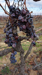 Image showing Wither rotten grape  