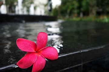 Image showing Frangipani flowers on the pool side