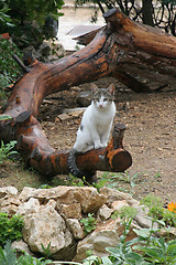 Image showing Young cute kind domestic cat portrait