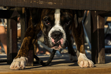 Image showing Staffordshire Terrier