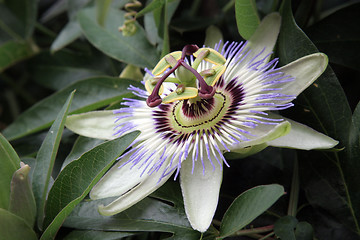 Image showing Passion Flower