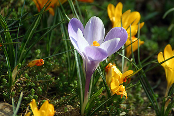 Image showing Blue crocus