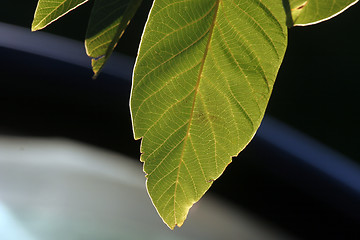 Image showing Fig leaf