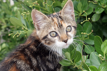 Image showing Young cute kind domestic cat portrait