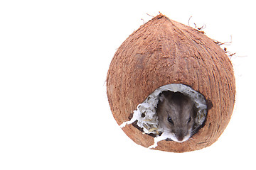 Image showing Dzungarian hamster and his coconut house