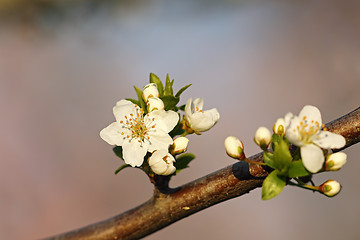 Image showing wax cherry flowers