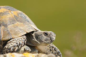 Image showing greek turtoise portrait