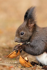 Image showing cute little red squirrel eating nut