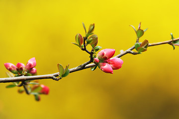 Image showing japanese cherry flowers