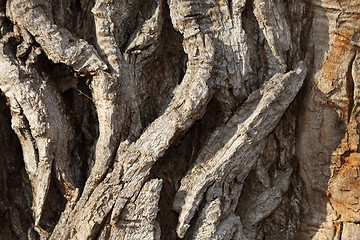 Image showing detail of very old poplar tree bark