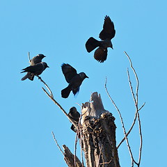 Image showing flock of western jackdaws