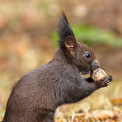 Image showing closeup of wild red squirrel eating nut