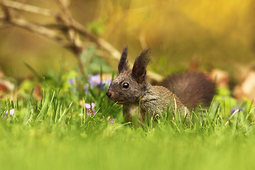 Image showing red european squirrel on green grass