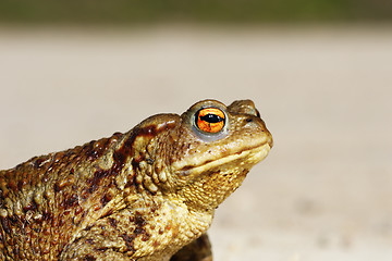 Image showing portrait of tiny common toad