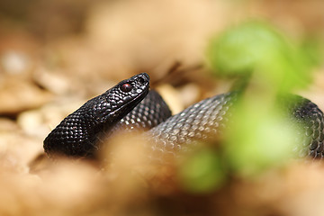 Image showing portrait of black viper