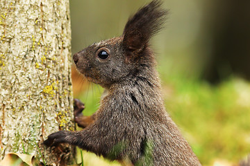 Image showing portrait of wild european squirrel