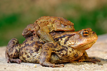 Image showing common brown toad in mating season