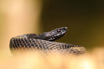 Image showing black nikolskii viper