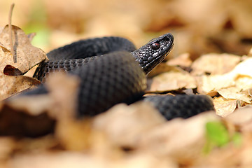 Image showing black european viper