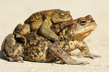 Image showing brown toads mating in spring 