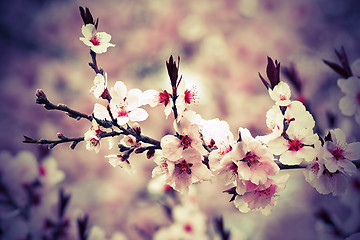 Image showing beautiful japanese cherry flowers in march