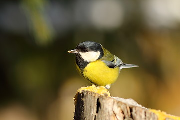 Image showing cute great tit on wooden stump