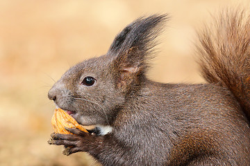 Image showing cute red squirrel eating nut