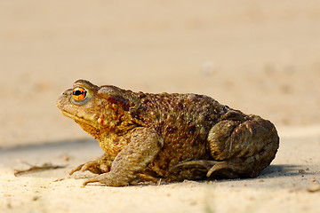 Image showing profile view of brown common toad