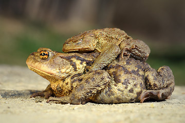 Image showing brown common toads mating in spring