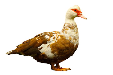 Image showing colorful domestic duck isolated over white background