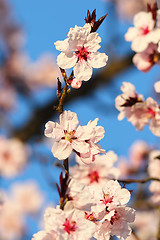 Image showing japanese cherry tree beautiful flowers