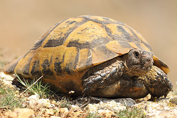 Image showing spur-thighed tortoise closeup