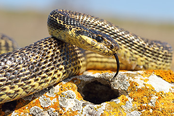 Image showing blotched snake closeup