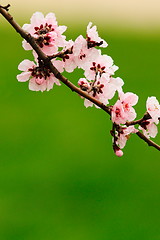 Image showing japanese cherry pink flowers