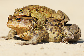 Image showing Bufo toads mating in spring