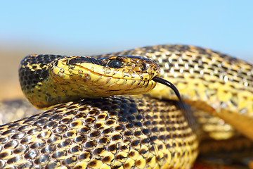 Image showing close up of blotched snake head