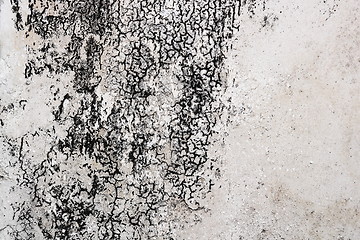 Image showing mold mycelium on damaged plaster