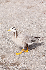 Image showing Striped goose